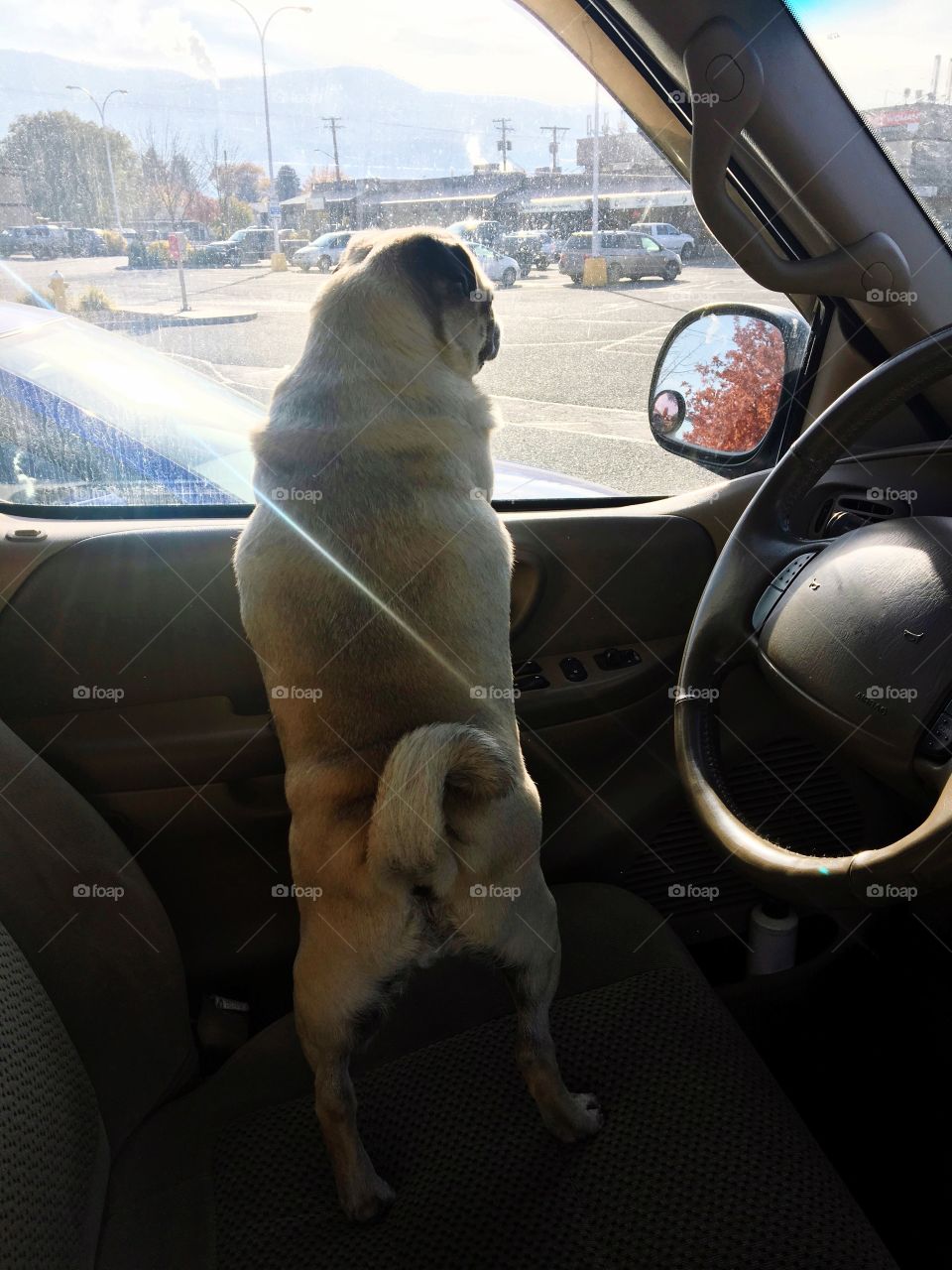 Dog looking out window 