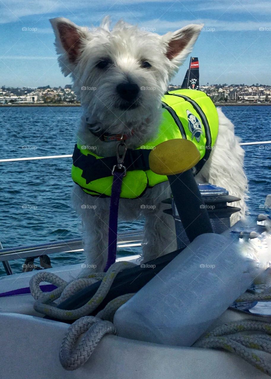 Cutest Boat Dog Ever!