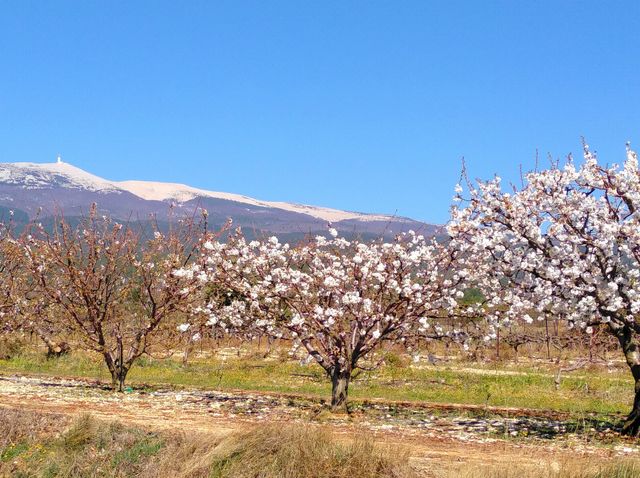 Mont Ventoux in Spring