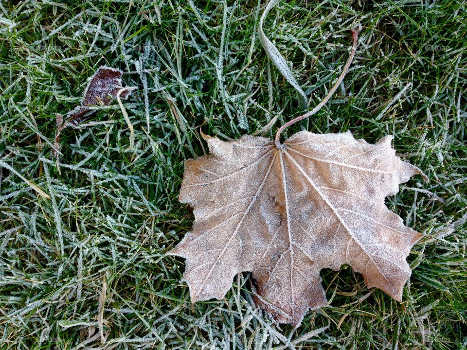 Autumn leave on top of the frozen grass 