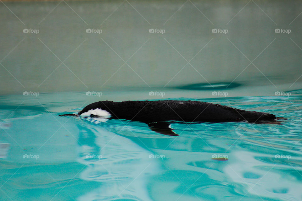 Penguin swimming in beautiful blue water.
