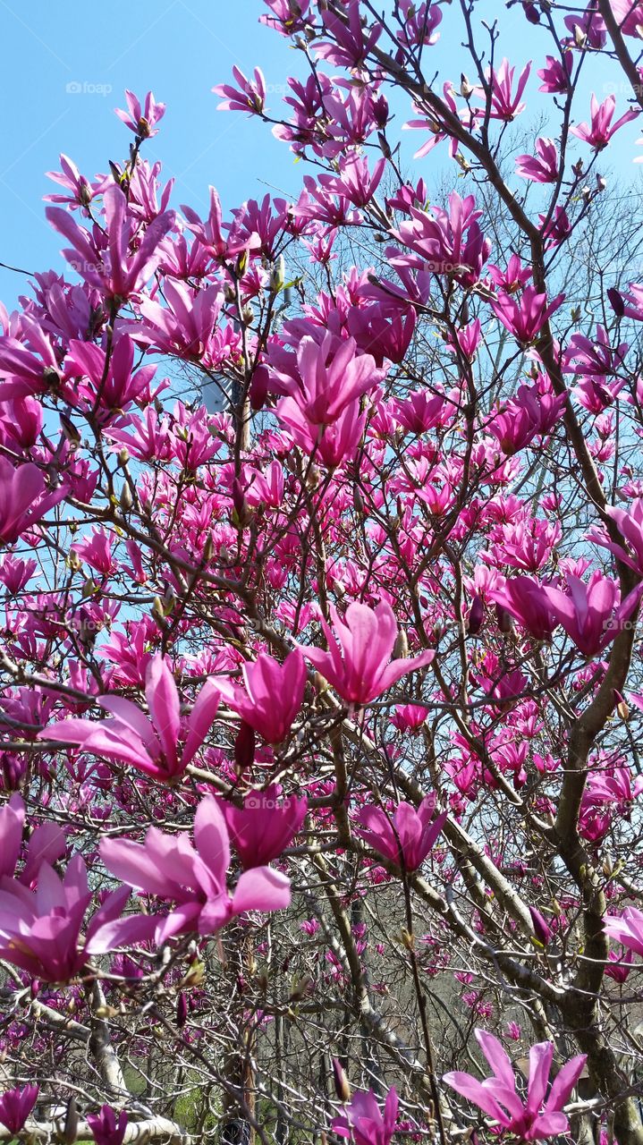 Pink flower growing on tree