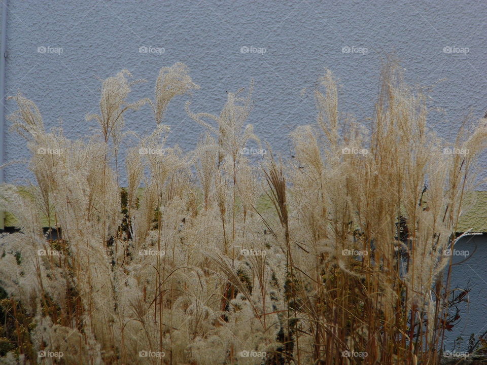 beautiful nature flower in the garden