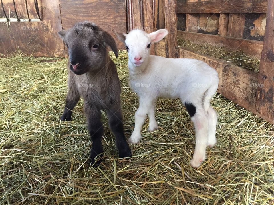 Baby lambs