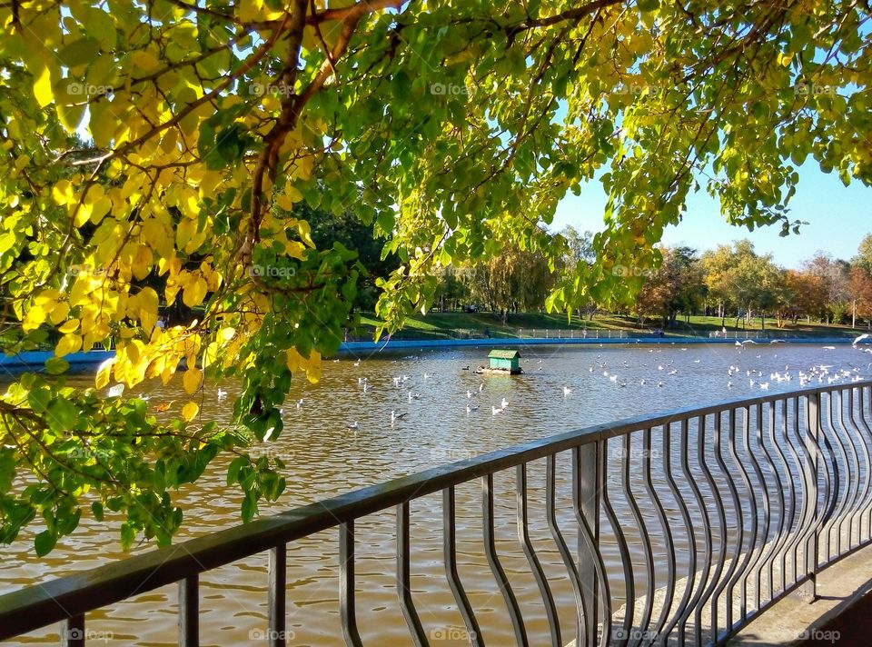 park lake trees парк