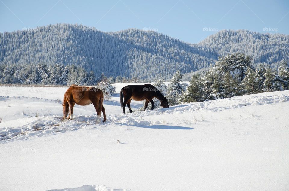 Winter landscape with Horses