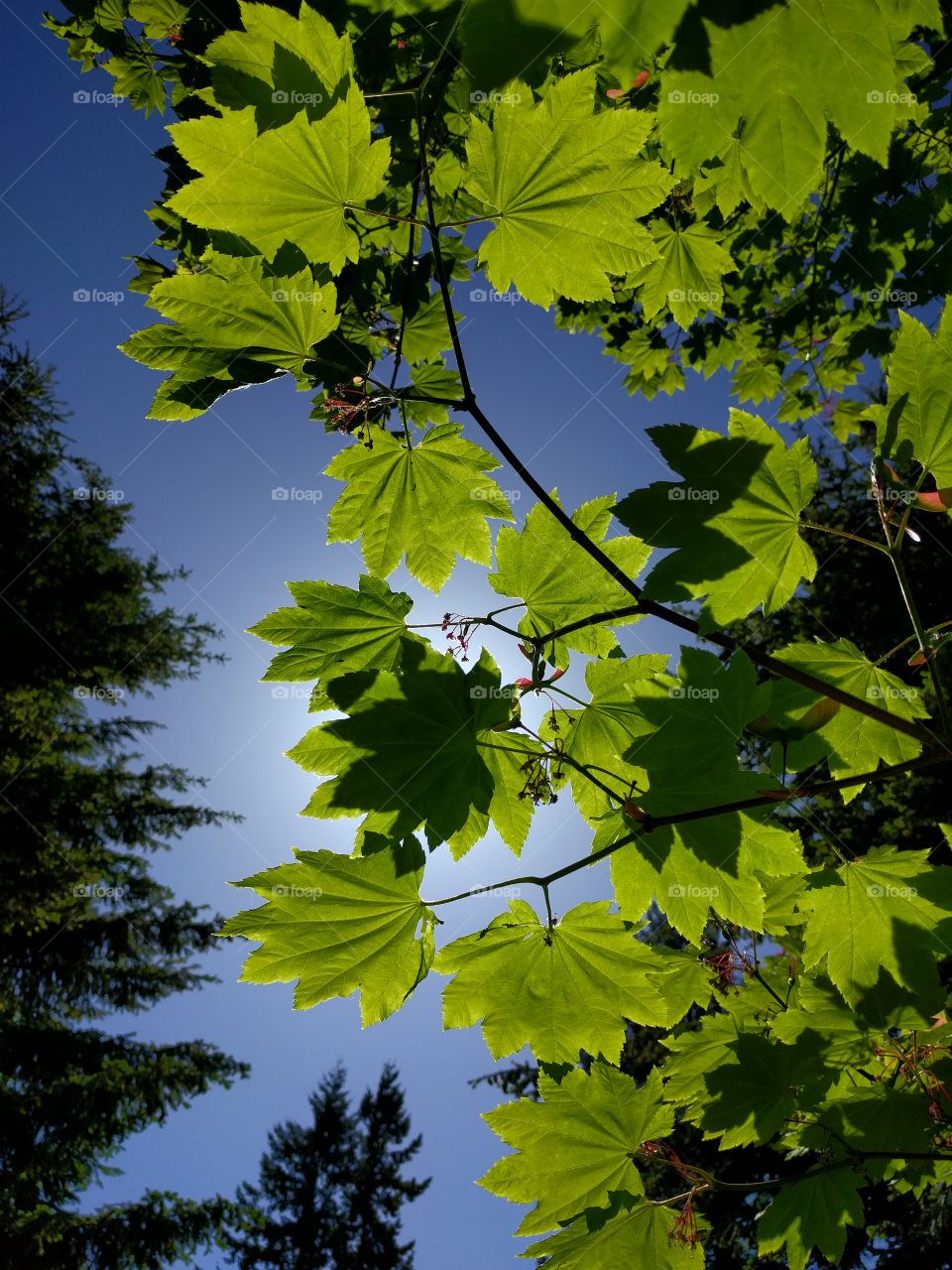 Spring Leaves Seattle, Washington