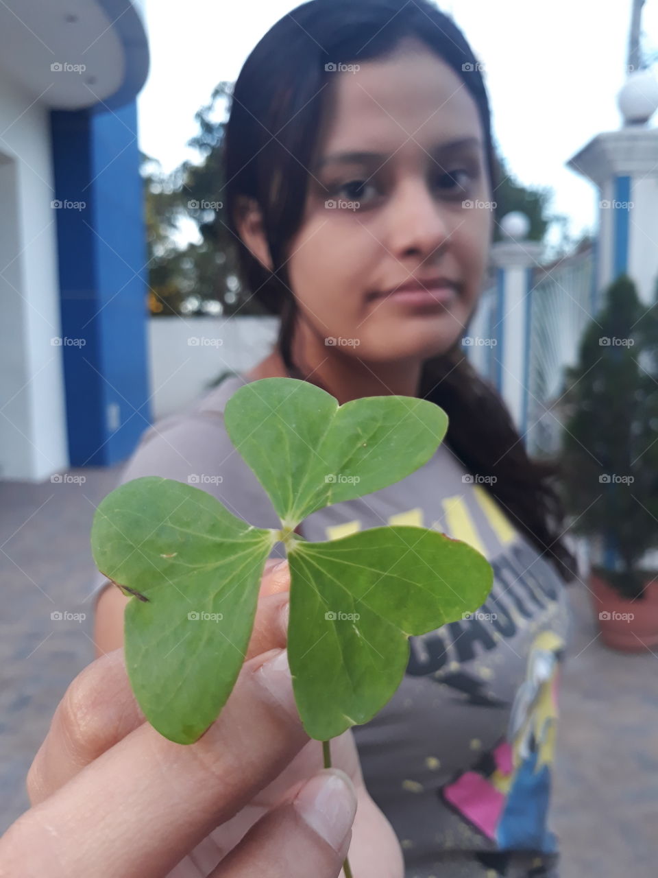 trebol leaf