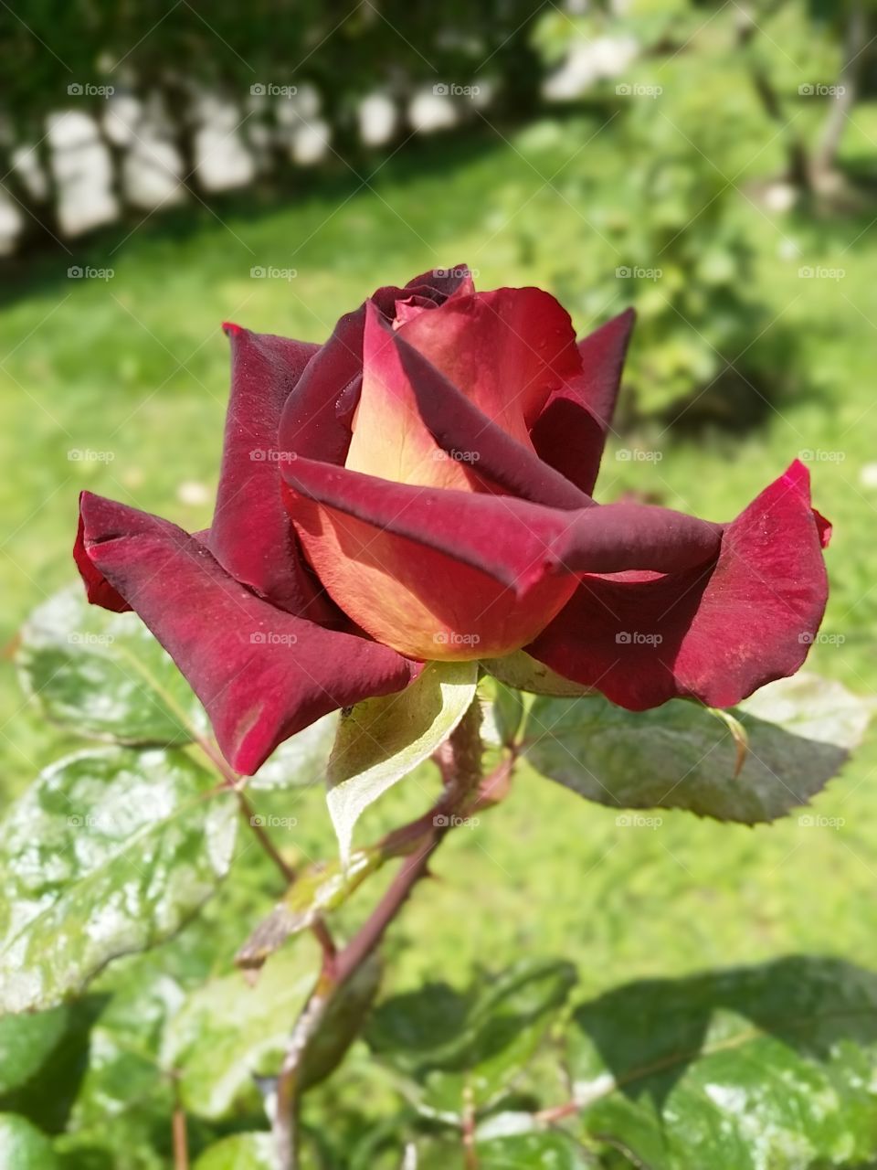 rose in garden