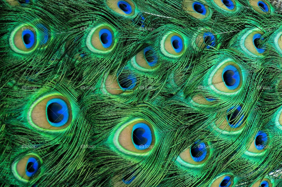 Peacock Feathers Pattern
