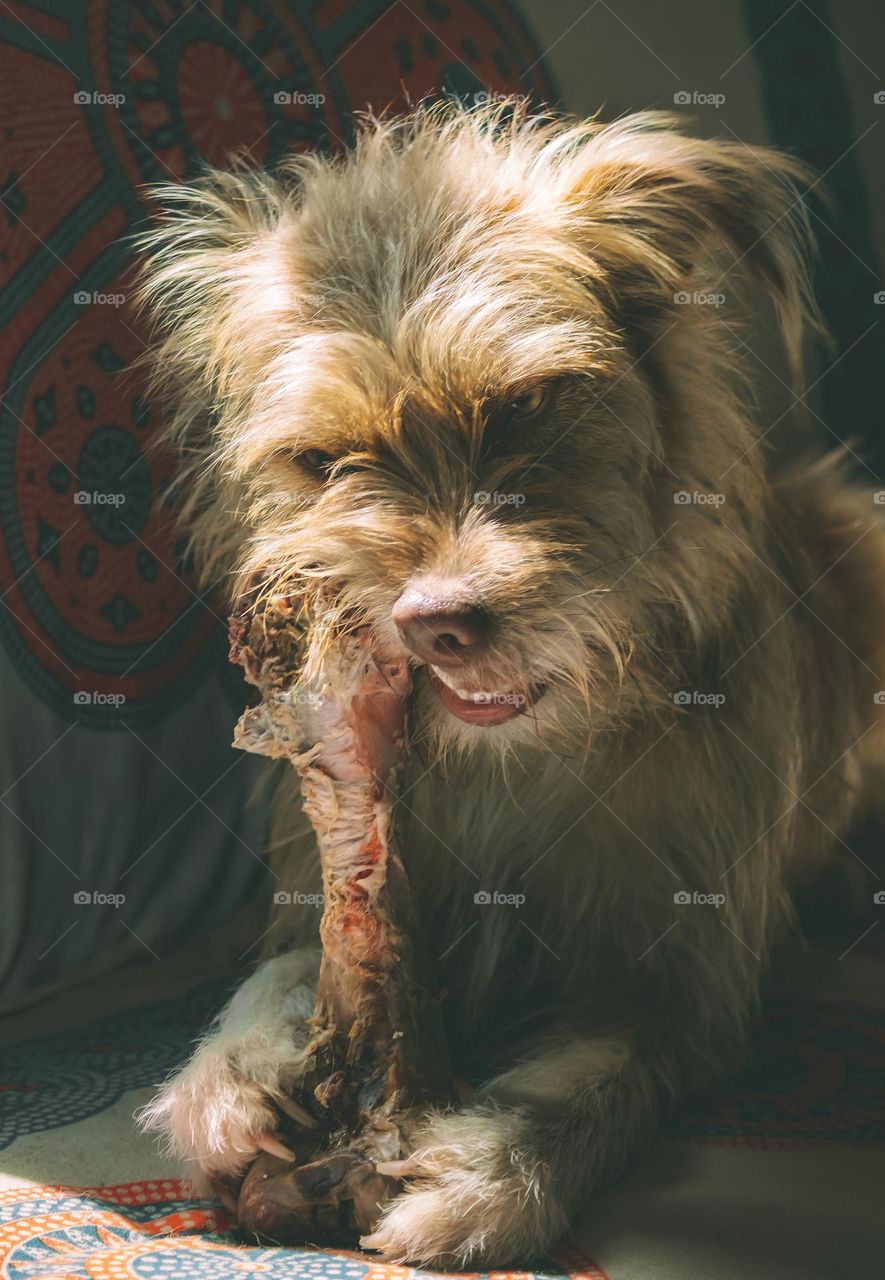 A dog chews intently on a bone as sunlight from a window light up parts of her fur and face