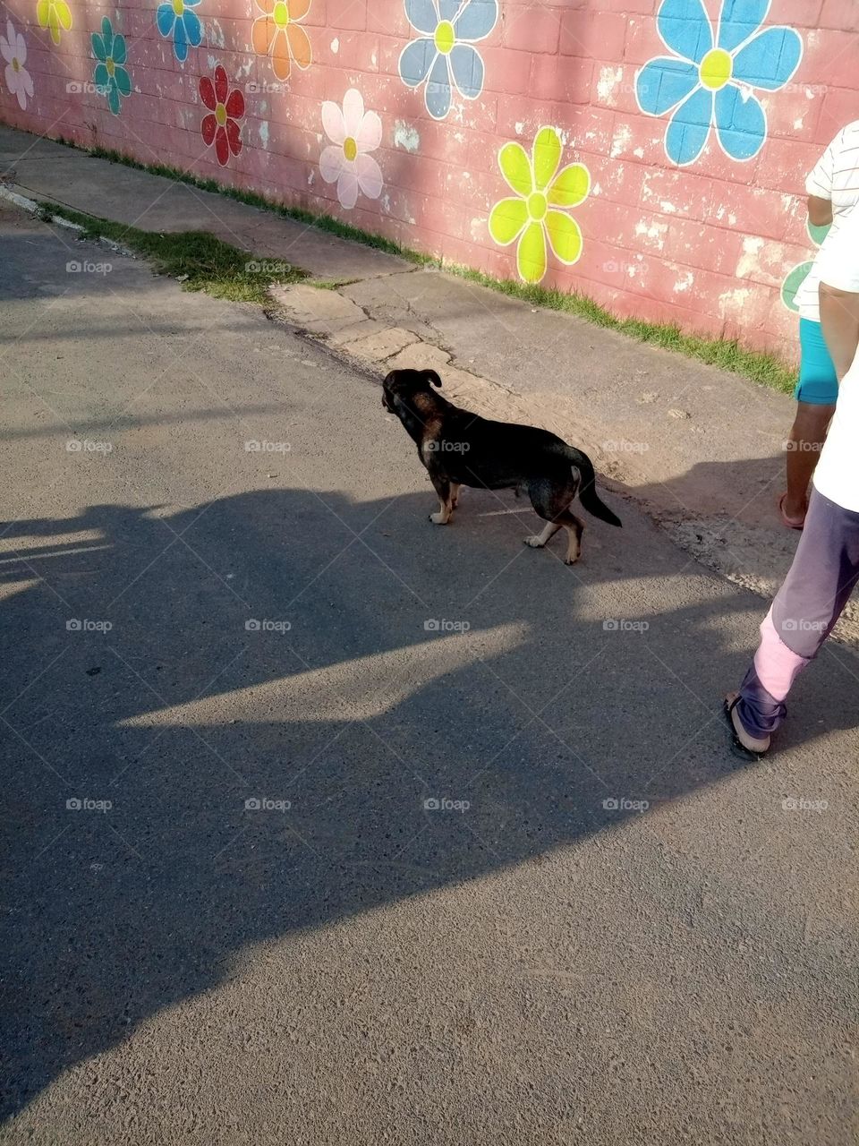 Editors'Choice Photo of the week cachorro fofo