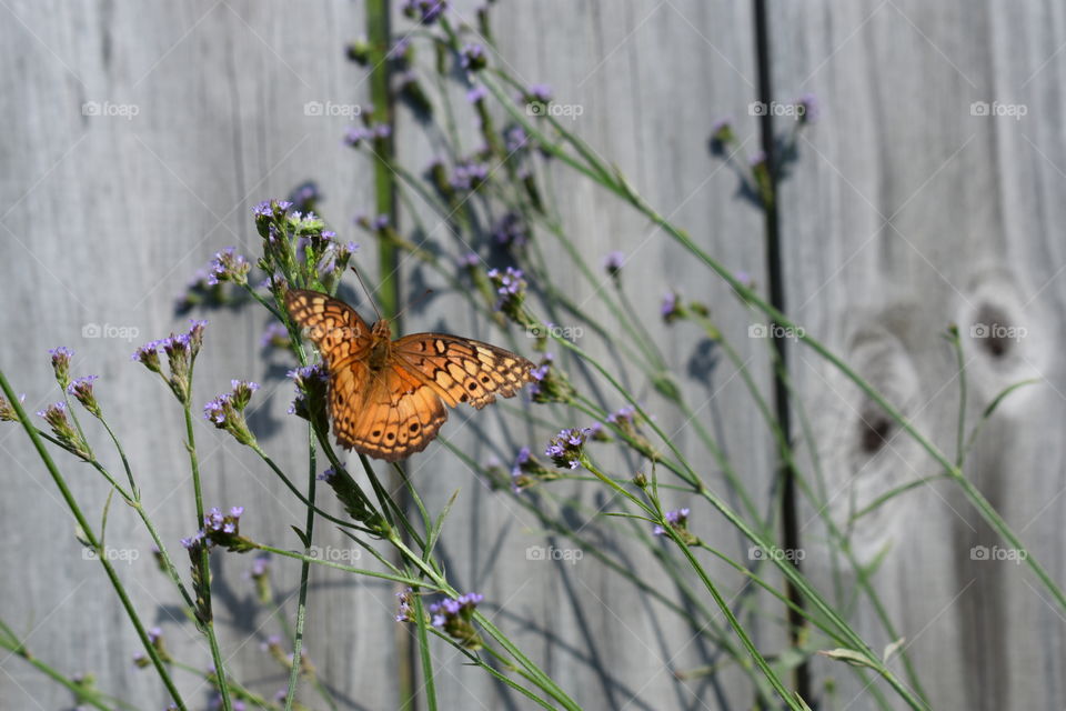 Butterfly on wildflowers