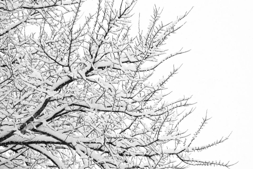 Snow-covered tree branches against a bright white sky