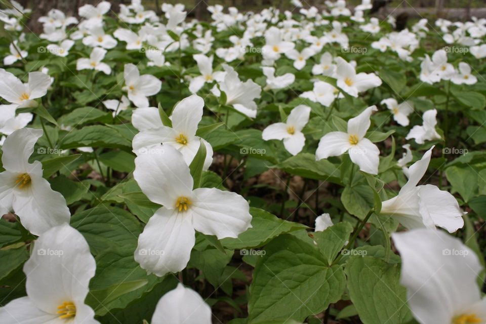 Trillium in bloom