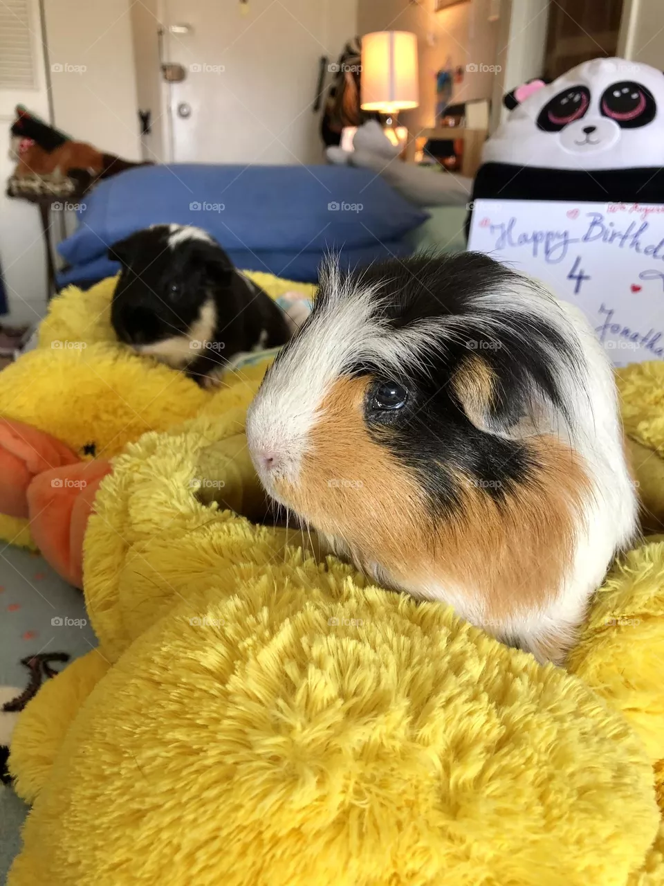 Jonathan and Timmy relaxing in plushy duck 