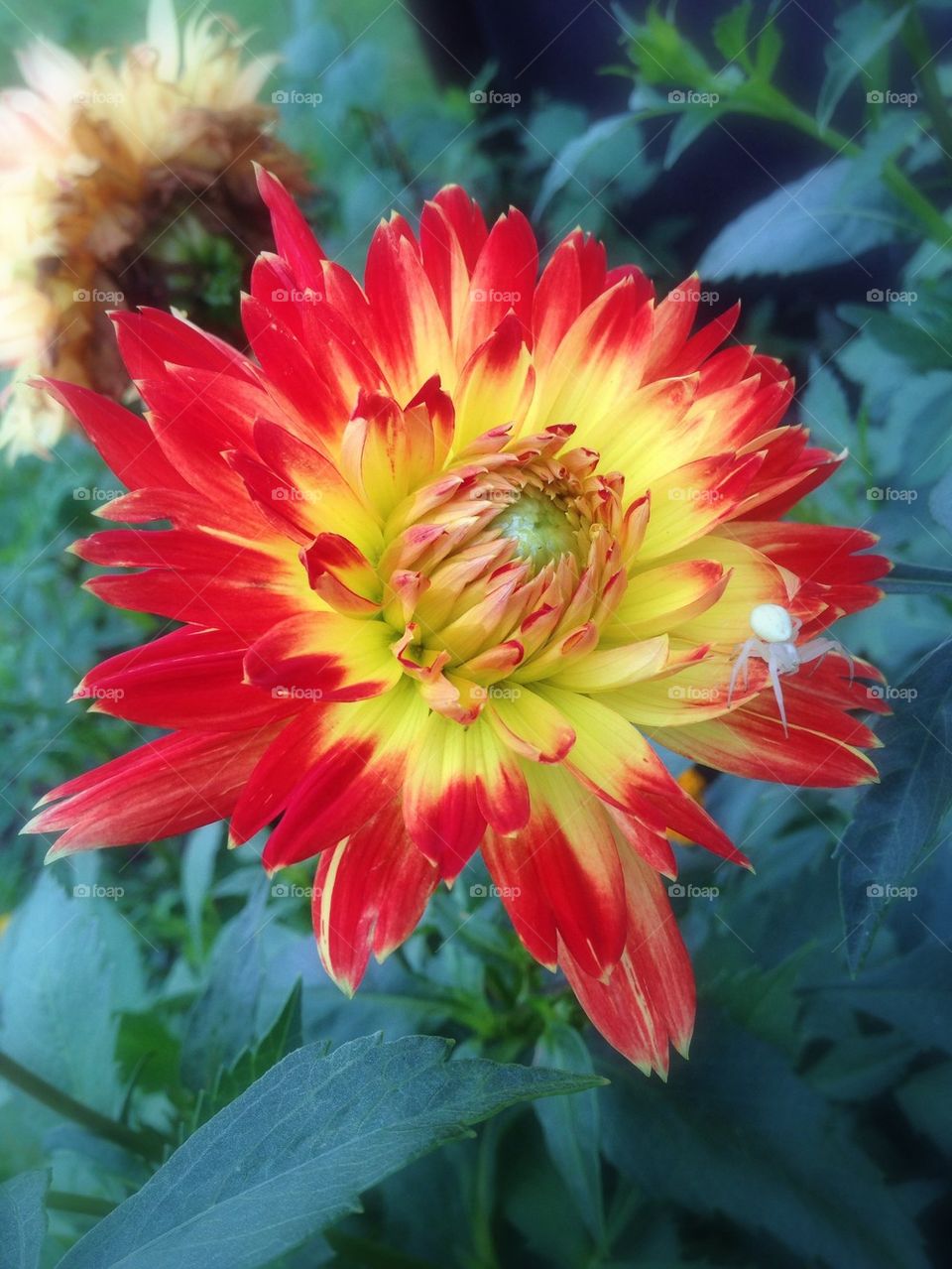 Dahlia