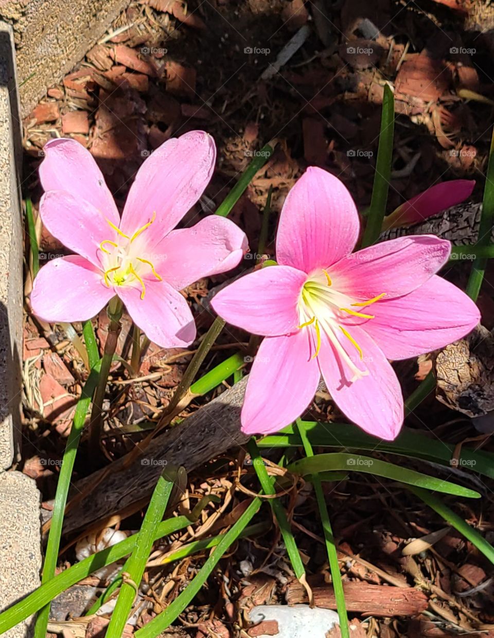 Dainty, pink Daylily flowers begin blooming as soon as nighttime temps remain 35° +
