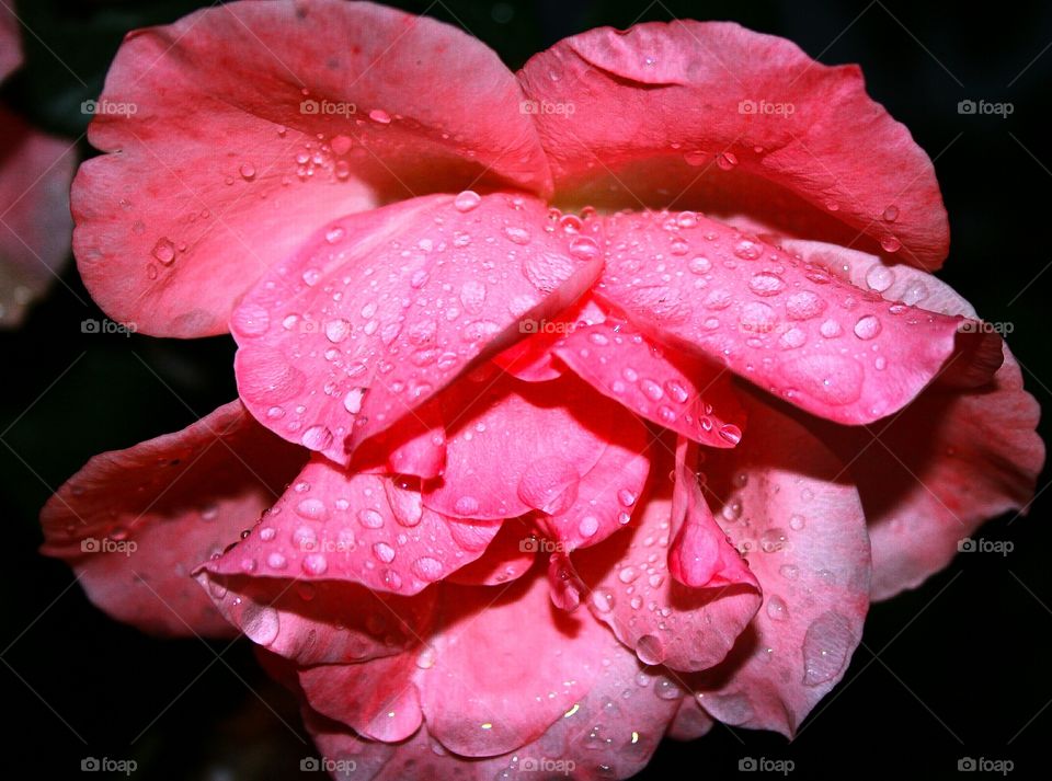 wet rose