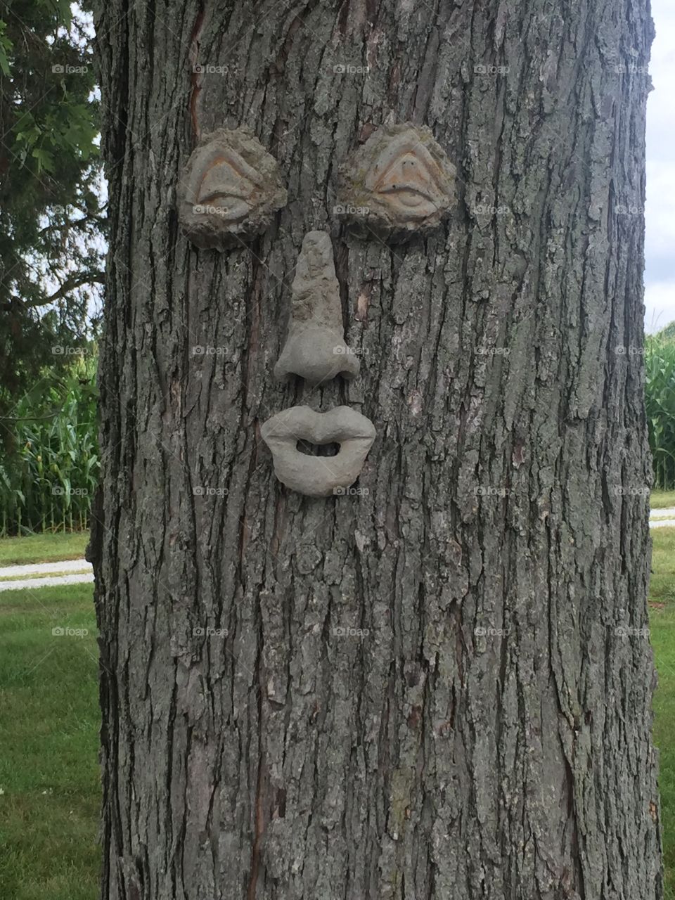 Tree Face