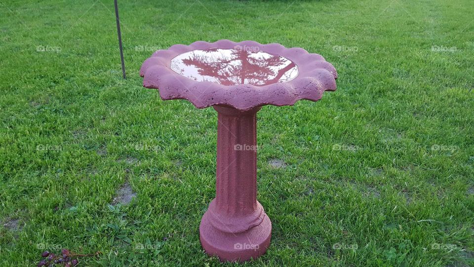 Grass, Lawn, No Person, Summer, Garden