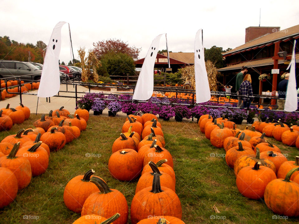 Pumpkin patch display with ghosts 