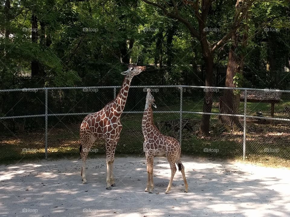 baby giraffe trying to reach big sister giraffe's food