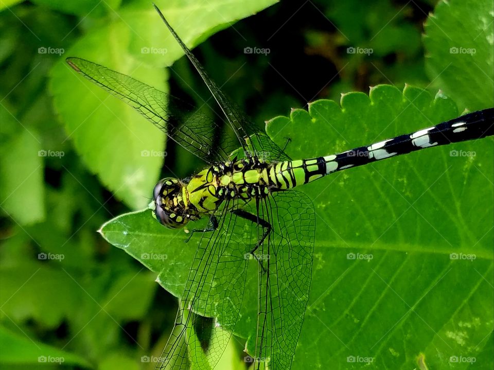 Insect, Nature, Animal, Leaf, Closeup