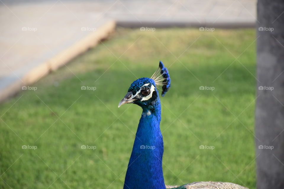 peacock