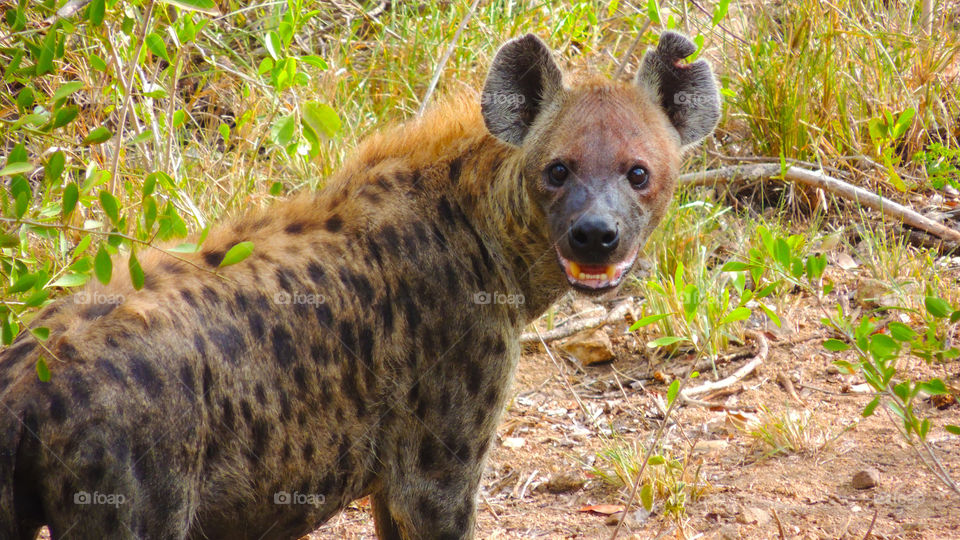Happy hyena