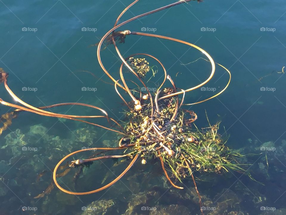 Kelp