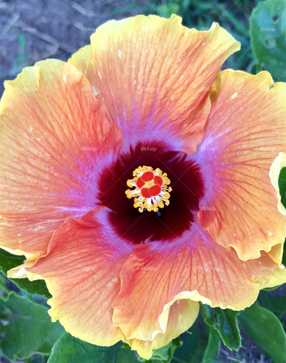 Hibiscus flowers glow from within. Their flowers create the healing teas of summertime.