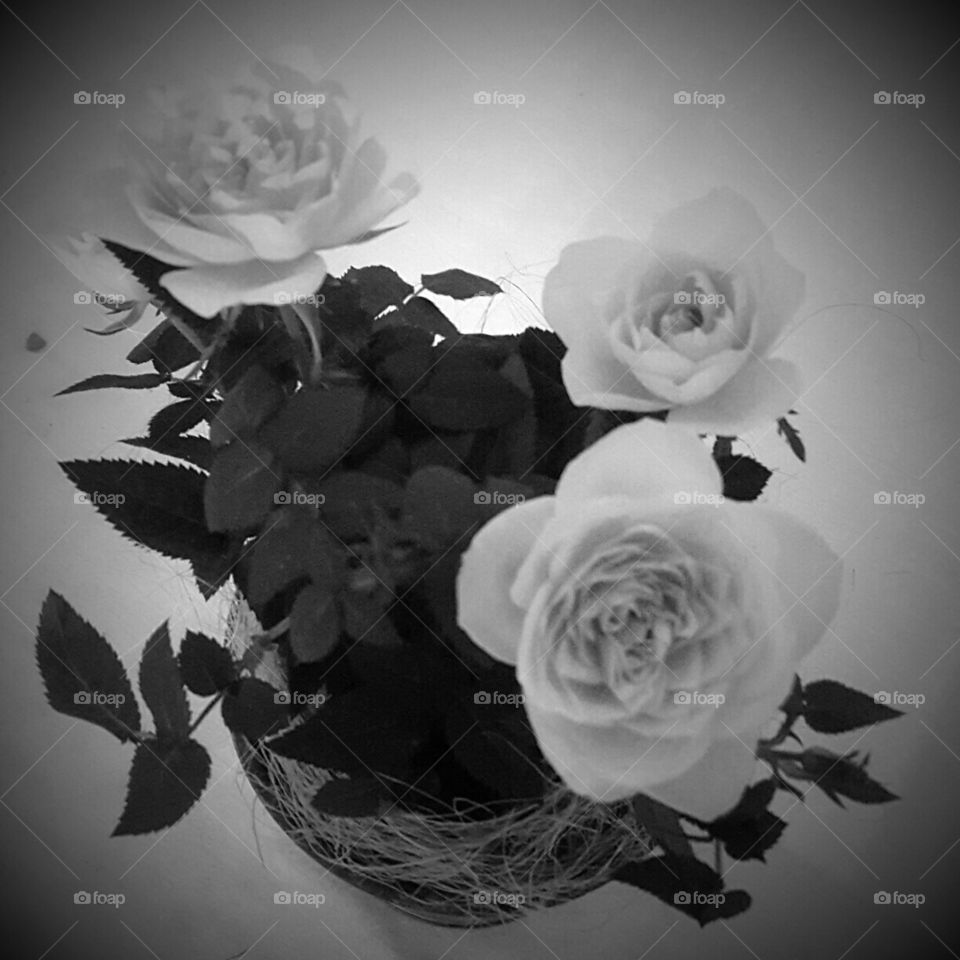 Black and White Flower