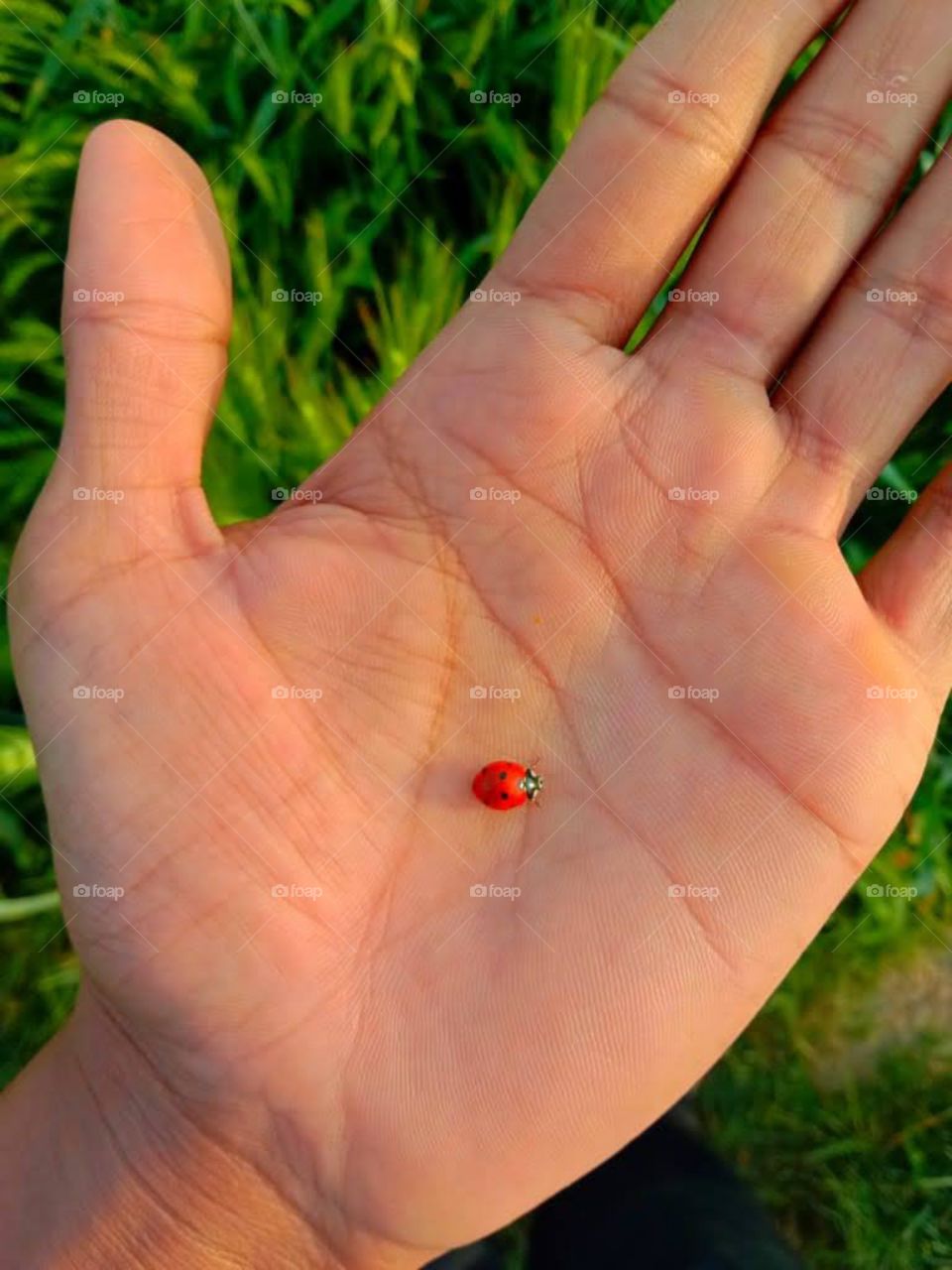 a little very cute insect on my hand.nice pic and amazing day. i shoot it early in the morning
