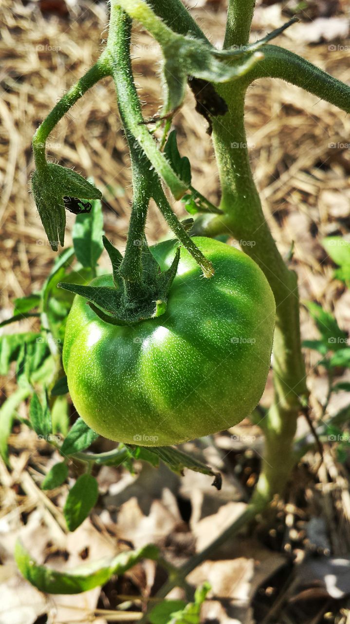 Unripe Tomato. Fruit