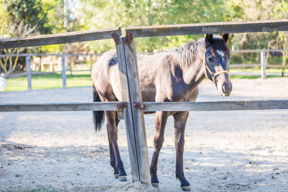 Horse, Farm, Fence, Animal, Cavalry