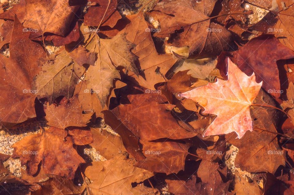 Floating leave on water
