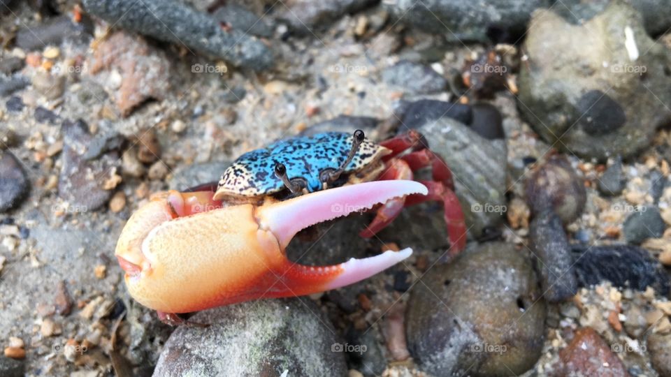 Thailand crab