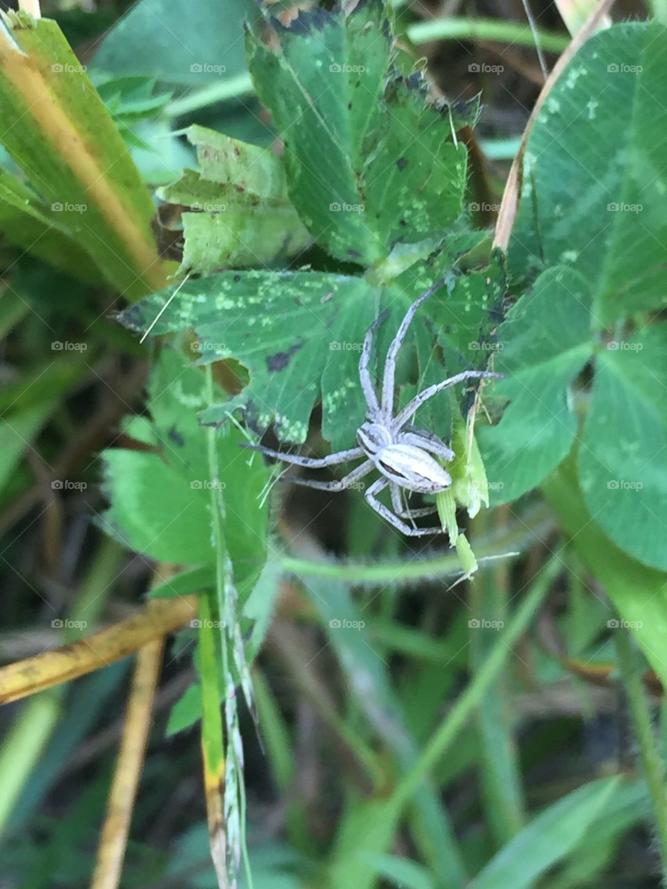 Spider on the prowl through vegetation, macro shot.