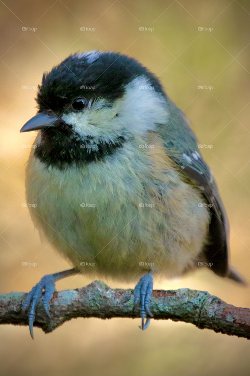 Coal tit