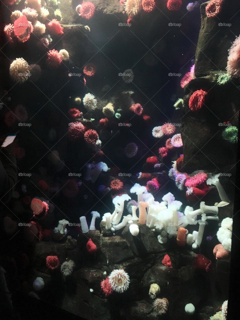 Ripley's Aquarium of Canada - colorful corals