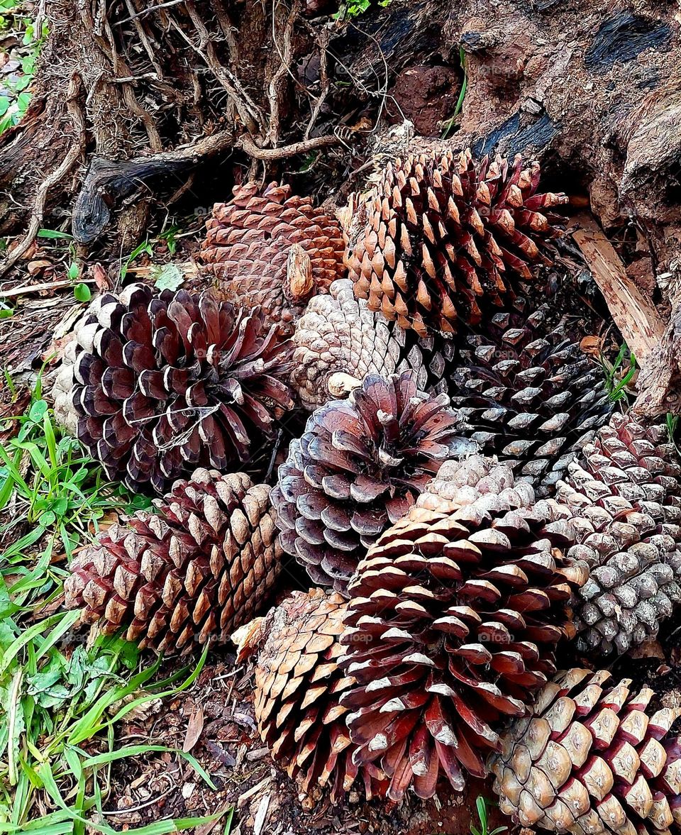 Pinecone