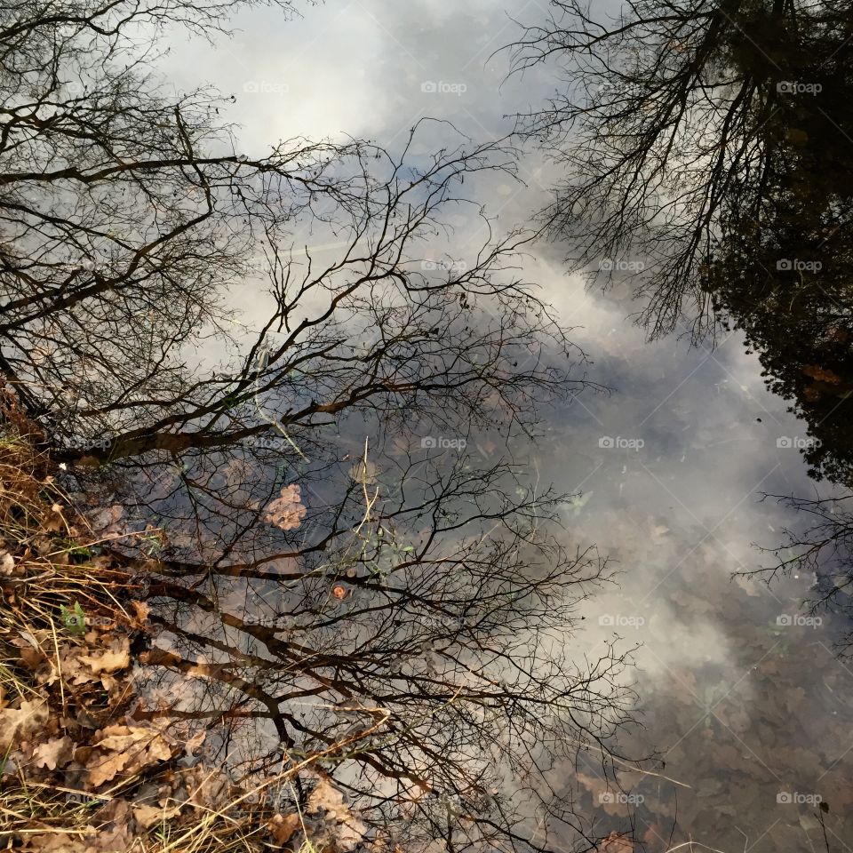 Trees reflections 