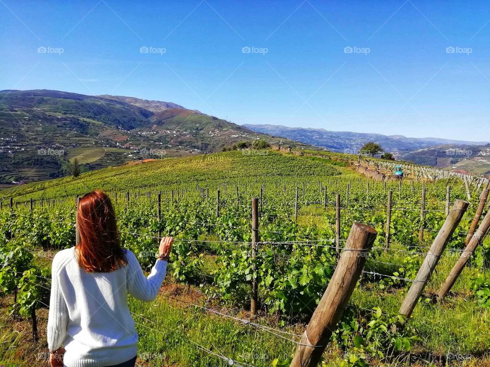 Douro vineyards