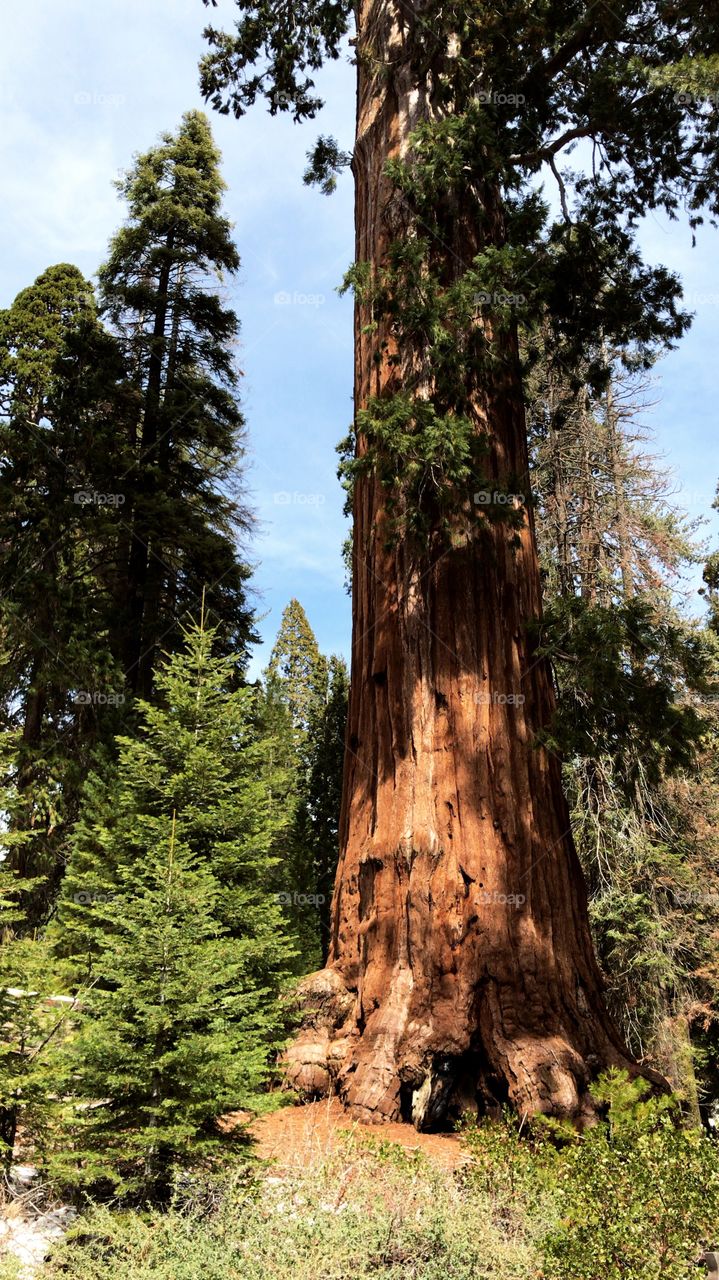 Giant sequoias at King’s Canyon National Park 