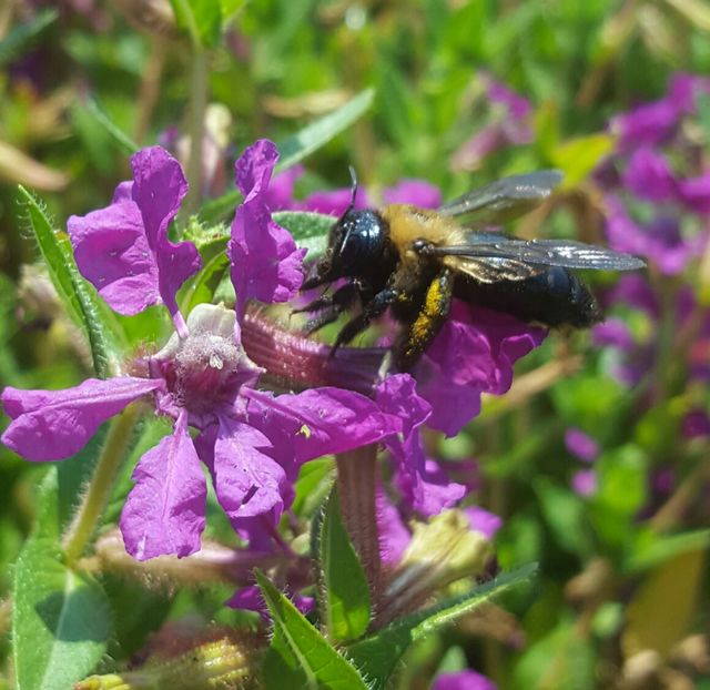 Bee on flower