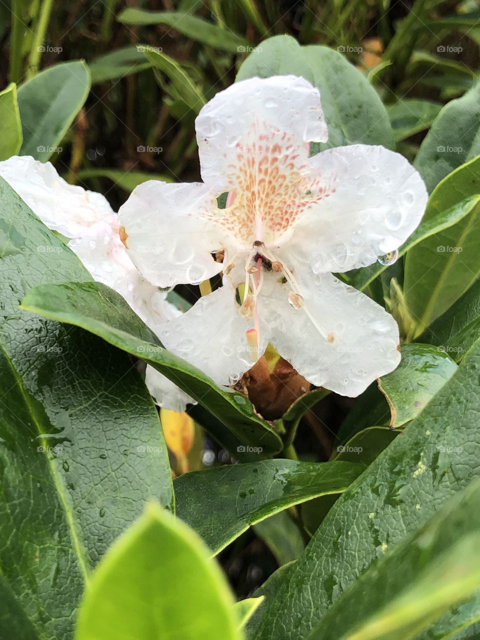 Flower in the Rain