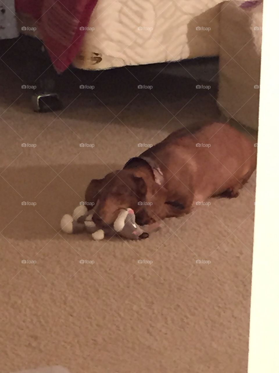 I'm tired buddy. After chasing her favorite toy around she decided to fall asleep on her favorite squeaking toy