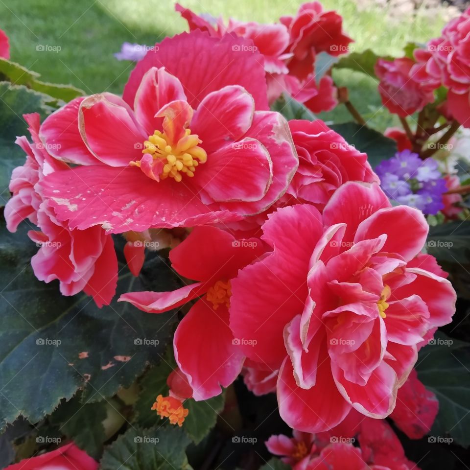 Red flower in the garden.
