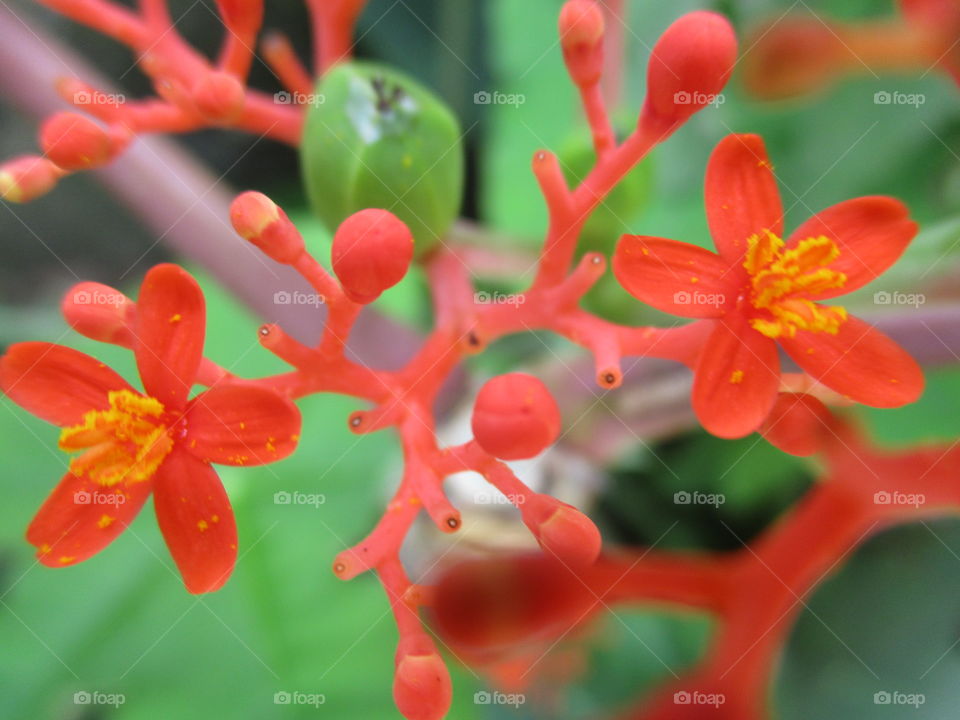 neon flower